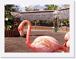 Flamingos (1) * 1024 x 768 * (214KB)